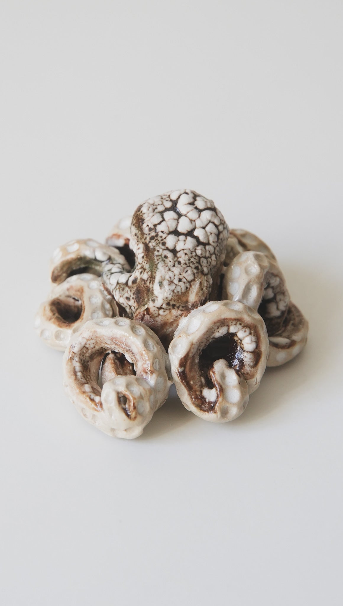 Octopus, small