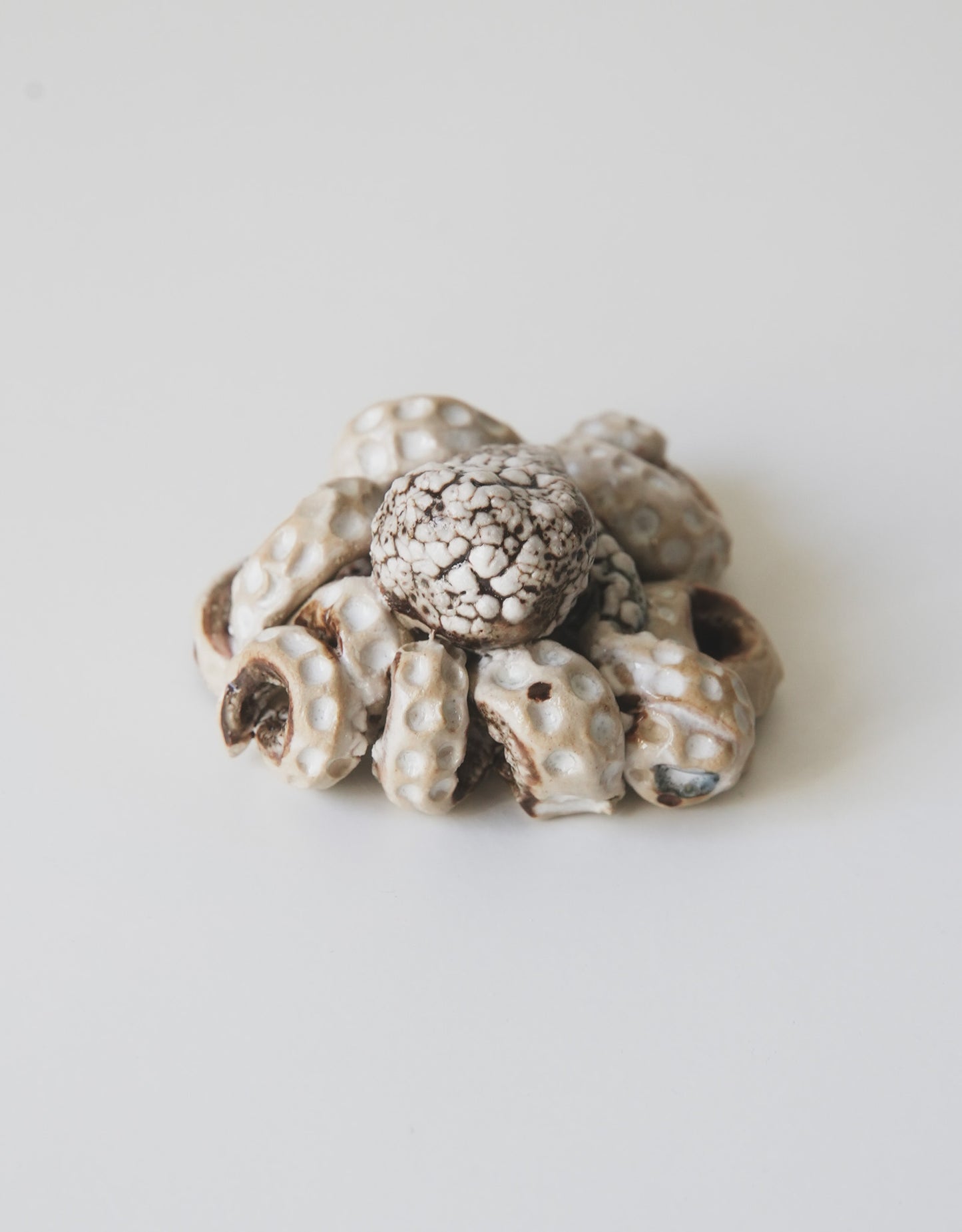 Octopus, small